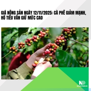 Giá nông sản ngày 12/11/2025: Cà phê giảm mạnh, hồ tiêu vẫn giữ mức cao