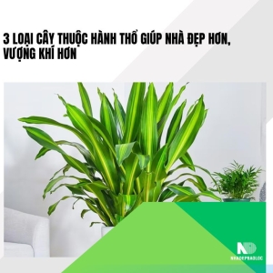 3 cây phong thủy hành Thổ giúp nhà vượng khí, hút tài lộc