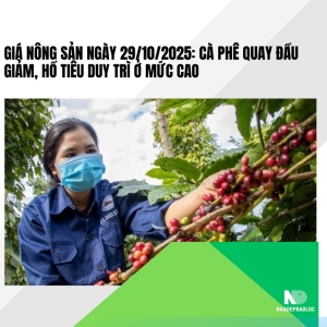 Giá nông sản ngày 29/10/2025: Cà phê quay đầu giảm, hồ tiêu duy trì ở mức cao