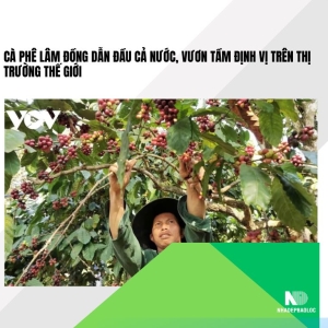 Cà phê Lâm Đồng dẫn đầu cả nước, vươn tầm định vị trên thị trường thế giới