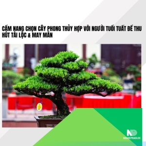 Cẩm nang chọn cây phong thủy hợp với người tuổi Tuất để thu hút tài lộc & may mắn