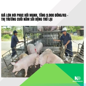 Giá lợn hơi phục hồi mạnh, tăng 9.000 đồng/kg – Thị trường cuối năm sôi động trở lại