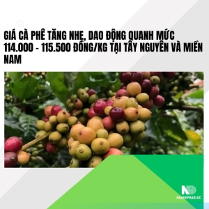 Giá cà phê tăng nhẹ, dao động quanh mức 114.000 – 115.500 đồng/kg tại Tây Nguyên và miền Nam