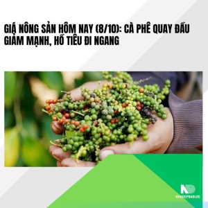 Giá nông sản hôm nay (8/10): Cà phê quay đầu giảm mạnh, hồ tiêu đi ngang