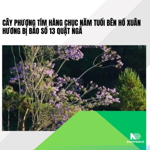 Cây phượng tím hàng chục năm tuổi bên hồ Xuân Hương bị bão số 13 quật ngã