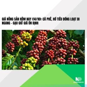 Giá Nông Sản Hôm Nay (14/10): Cà Phê, Hồ Tiêu Đồng Loạt Đi Ngang – Gạo Giữ Giá Ổn Định