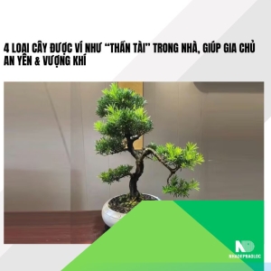 4 loại cây được ví như “thần tài” trong nhà, giúp gia chủ an yên & vượng khí