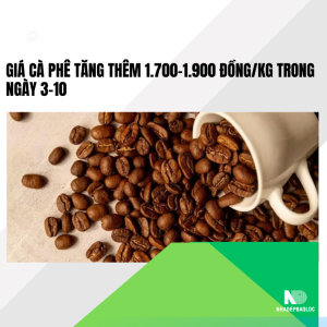 Giá cà phê tăng thêm 1.700–1.900 đồng/kg trong ngày 3-10