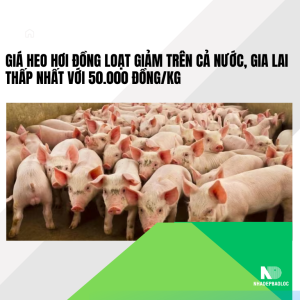 Giá heo hơi đồng loạt giảm trên cả nước, Gia Lai thấp nhất với 50.000 đồng/kg