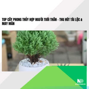 Cây Phong Thủy Hợp Người Tuổi Thân – Thu Hút Tài Lộc & May Mắn